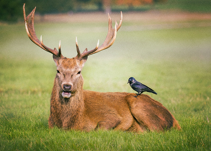 Deer