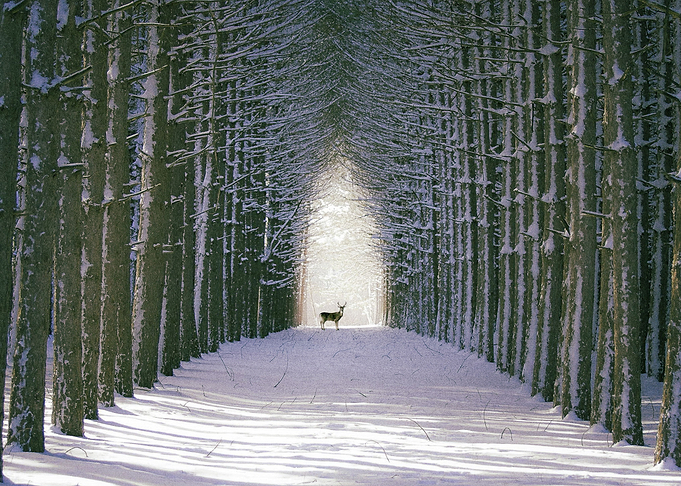 Deer