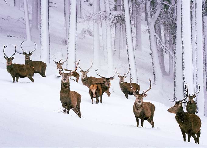 Deer