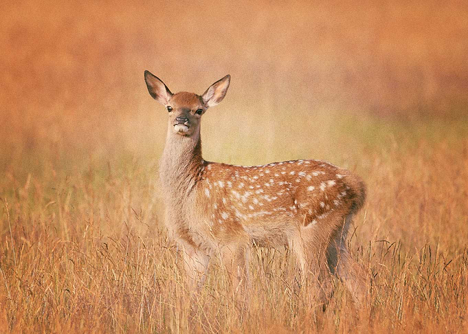 Deer
