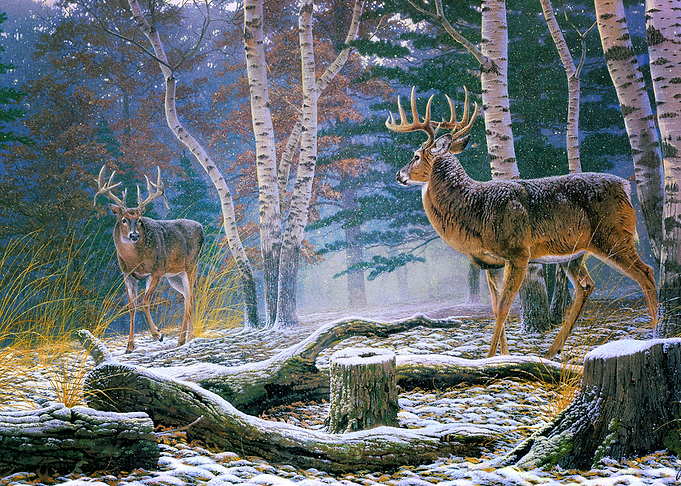 Deer