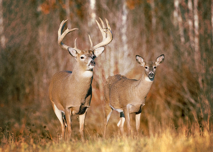 Deer