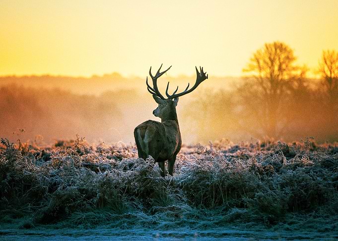 Deer