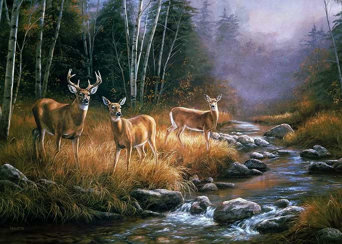 Deer