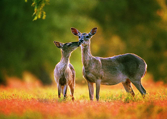 Deer