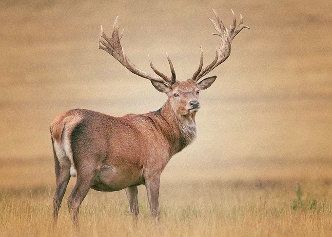 Deer