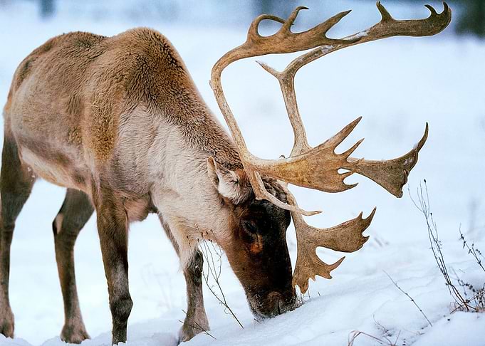 Deer