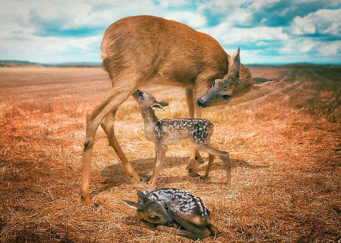 Deer