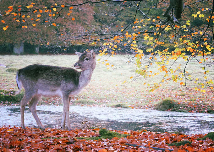 Deer
