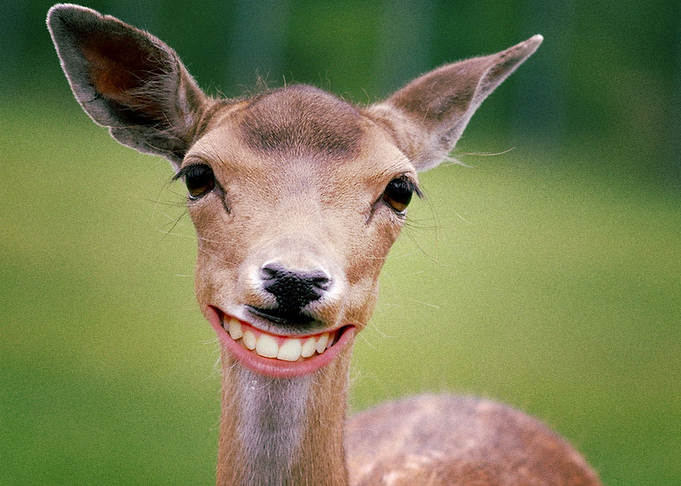 Deer