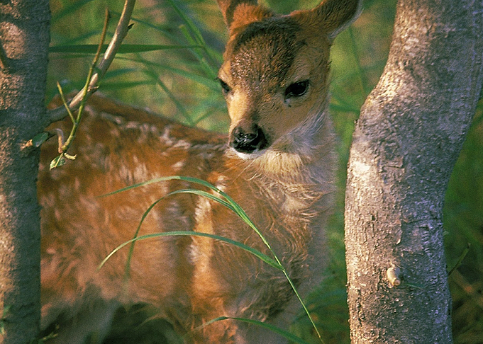 Deer