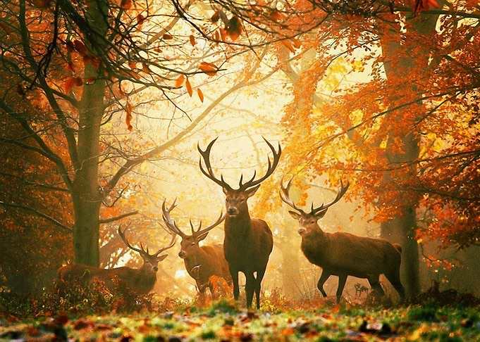 Deer