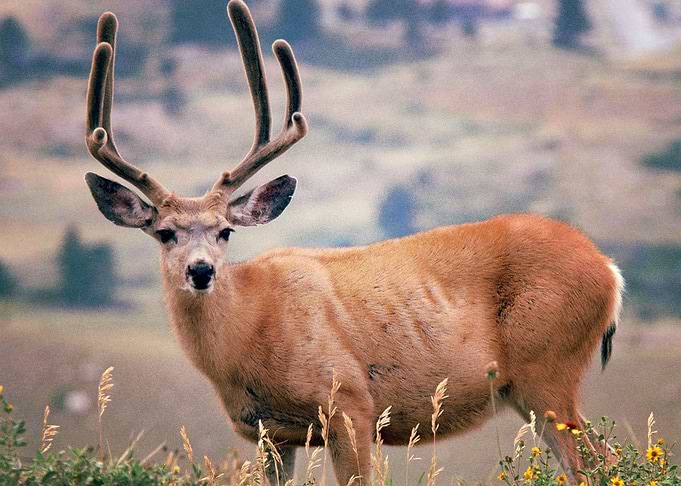 Deer