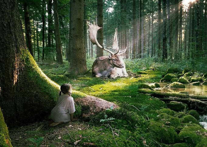 Deer