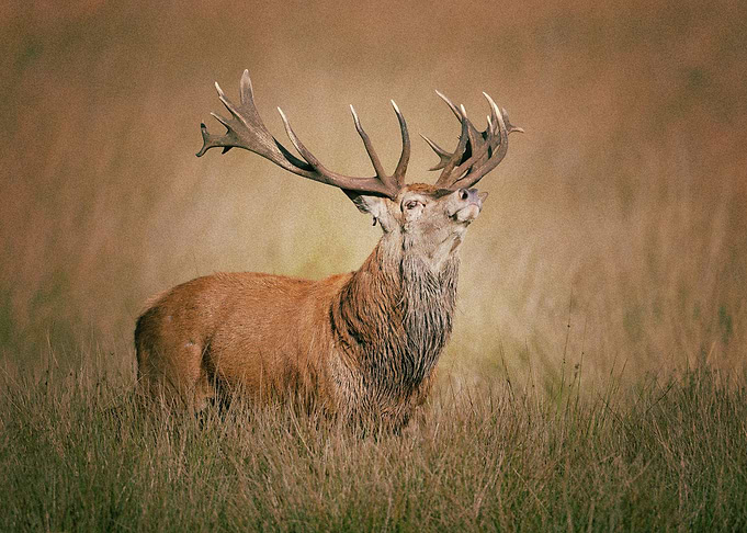 Deer