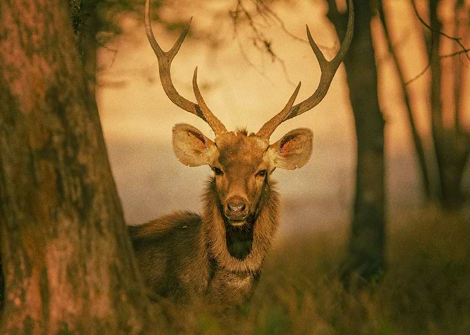Deer