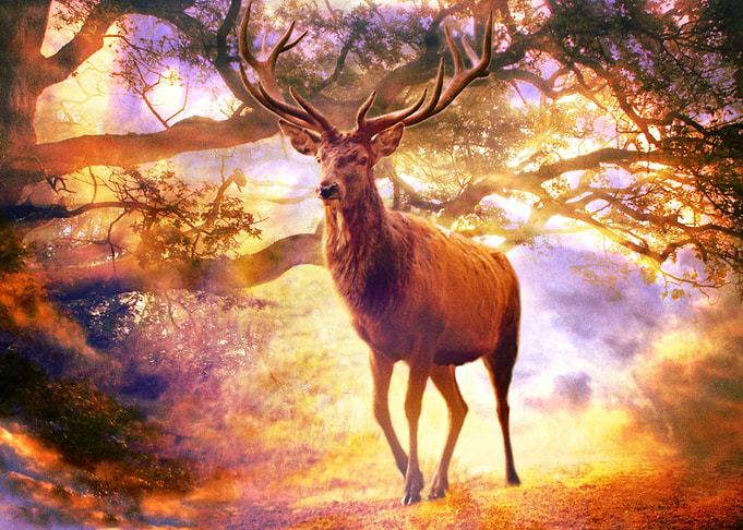 Deer