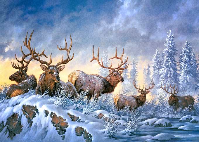 Deer