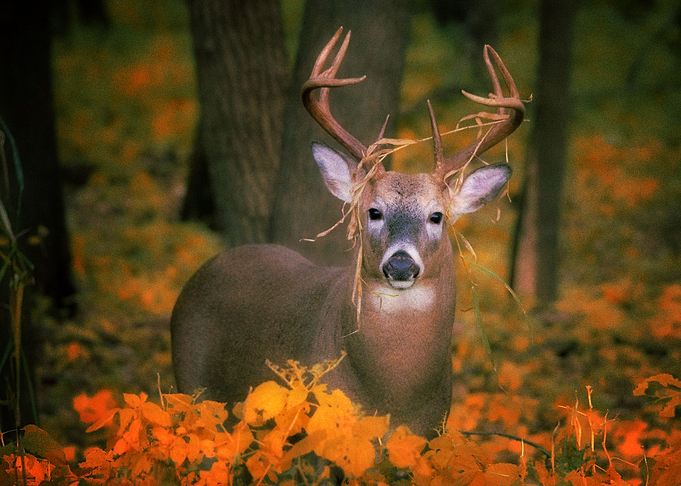 Deer