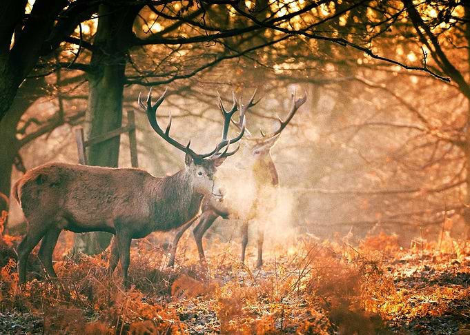Deer