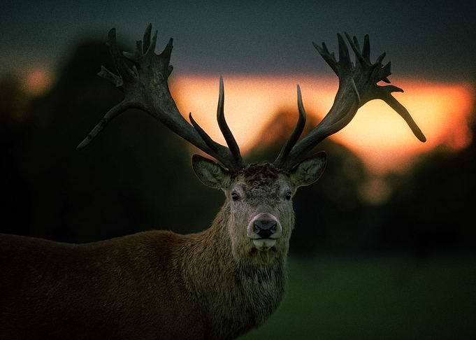 Deer