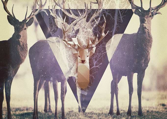 Deer