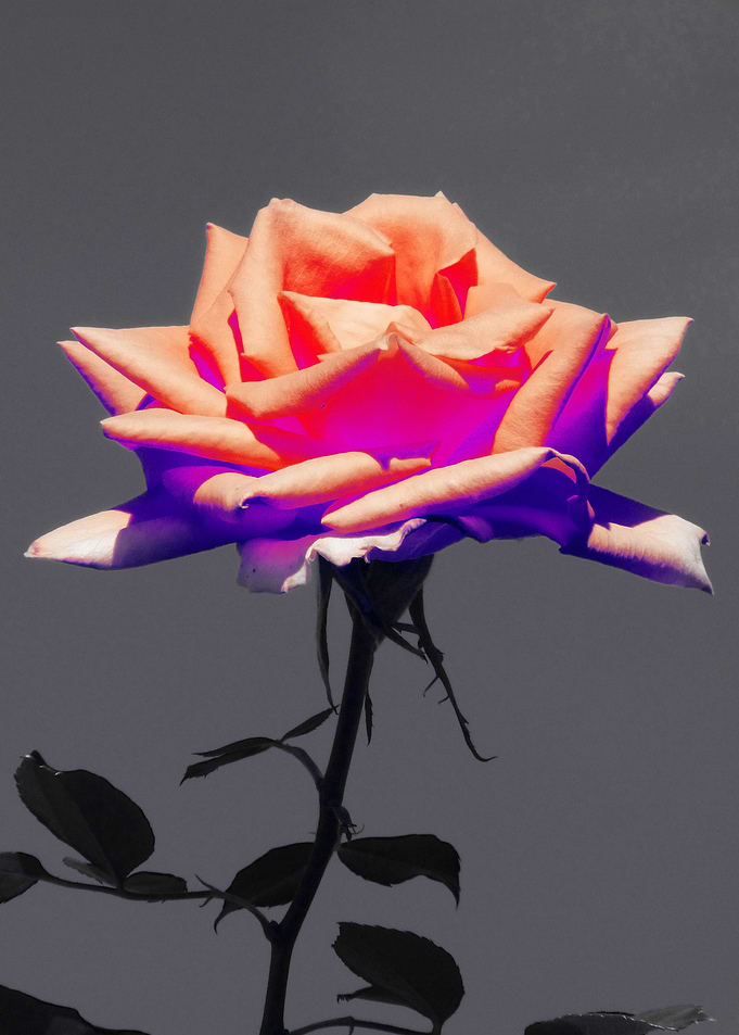 Rose color ck
