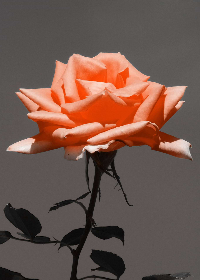 Rose pantone ck