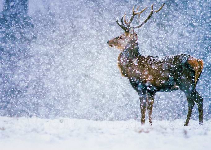 Deer