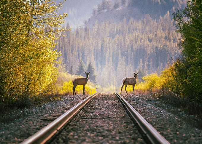 Deer