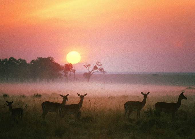 Deer