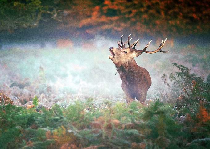 Deer
