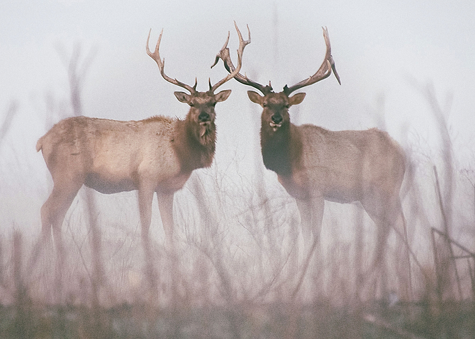 Deer