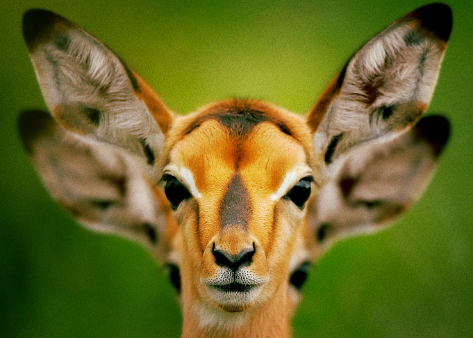 Deer