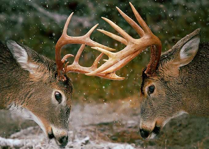 Deer