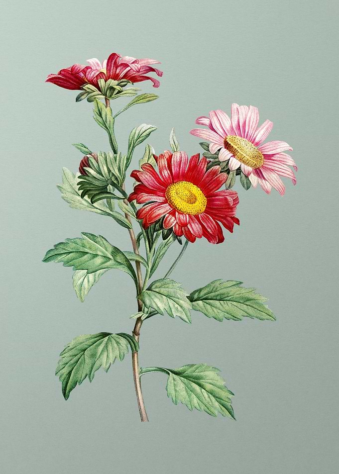 Blooming Red Aster Flowers