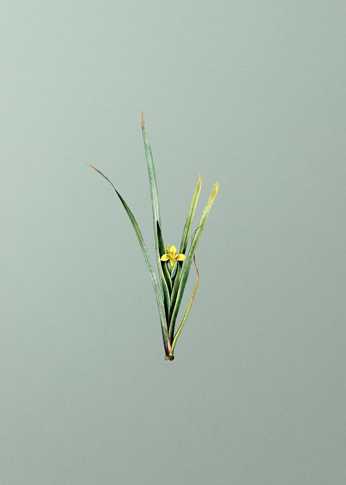 Yellow Iris on Mint Green