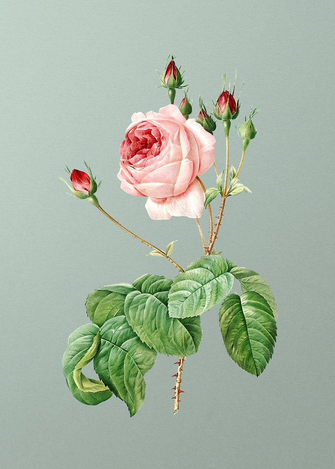 Blooming Cabbage Rose