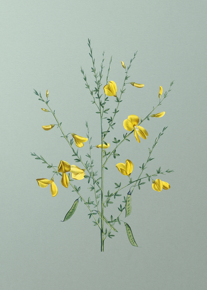 Yellow Broom Flowers