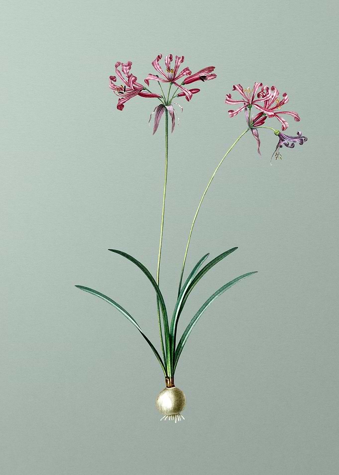 Nerine on Light Green