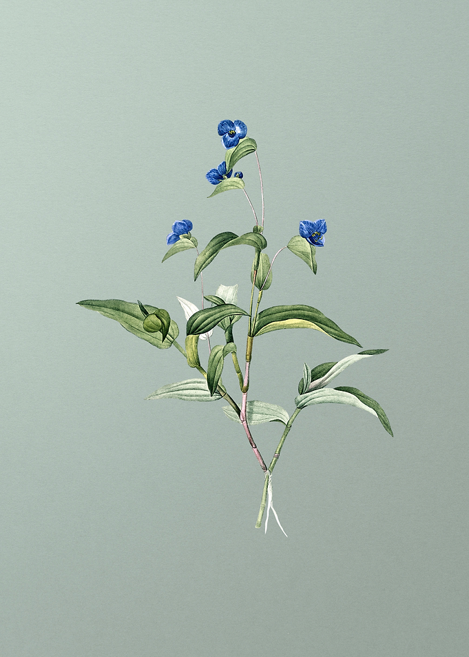 Blue Spiderwort on Green