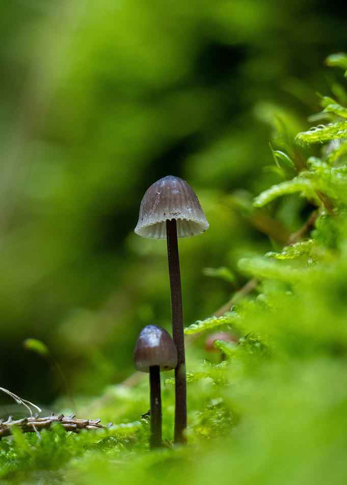Mushroom