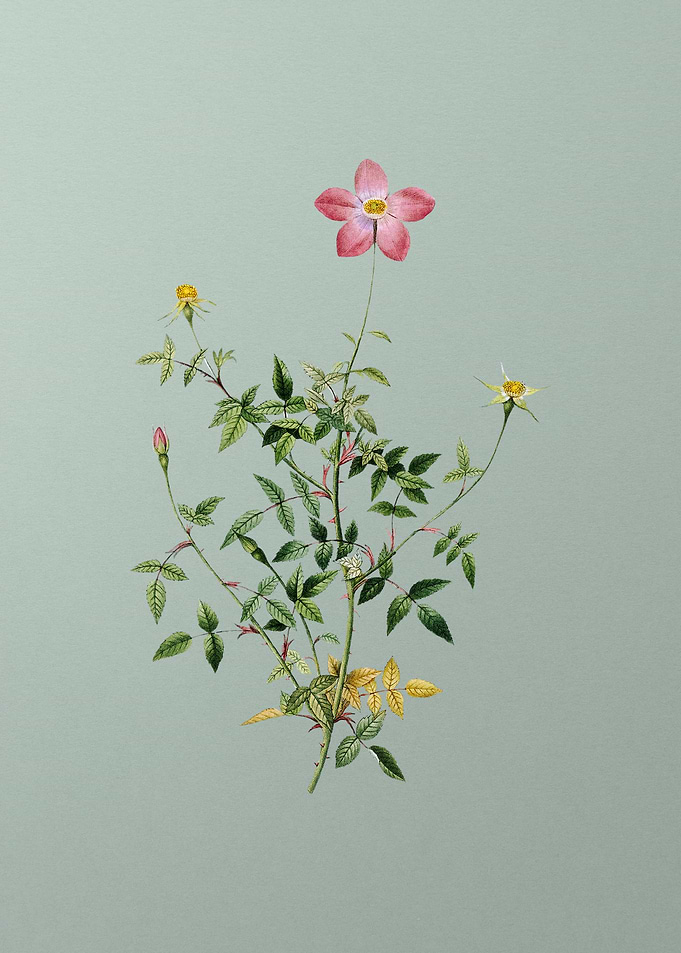 Single Dwarf Chinese Rose