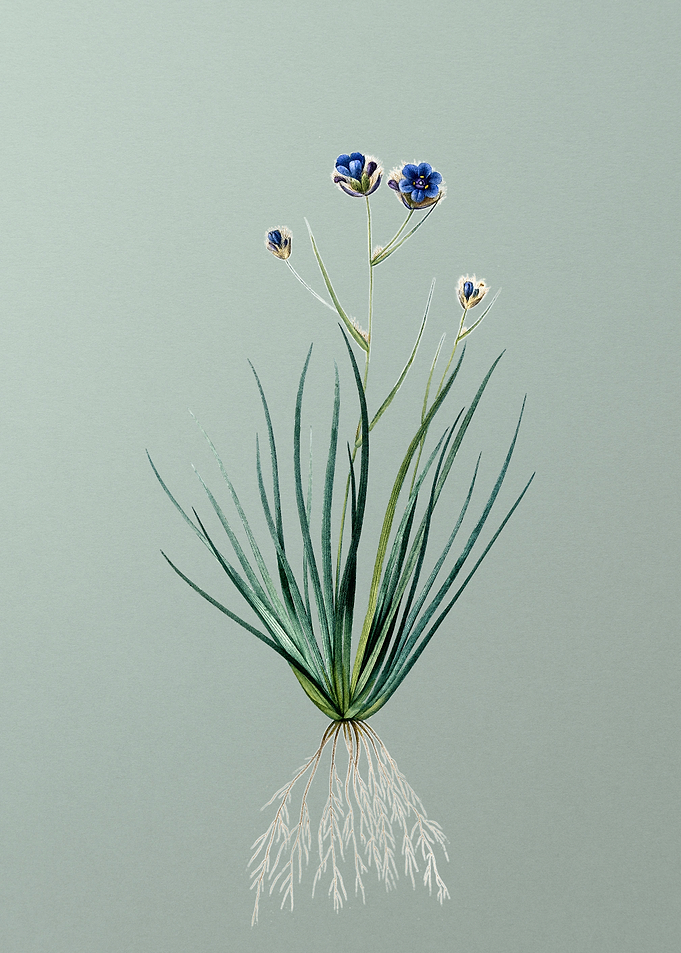 Blue Corn Lily on Green