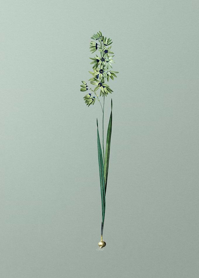 Turquoise Ixia on Green