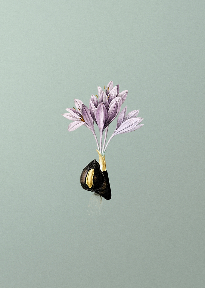 Autumn Crocus on Green