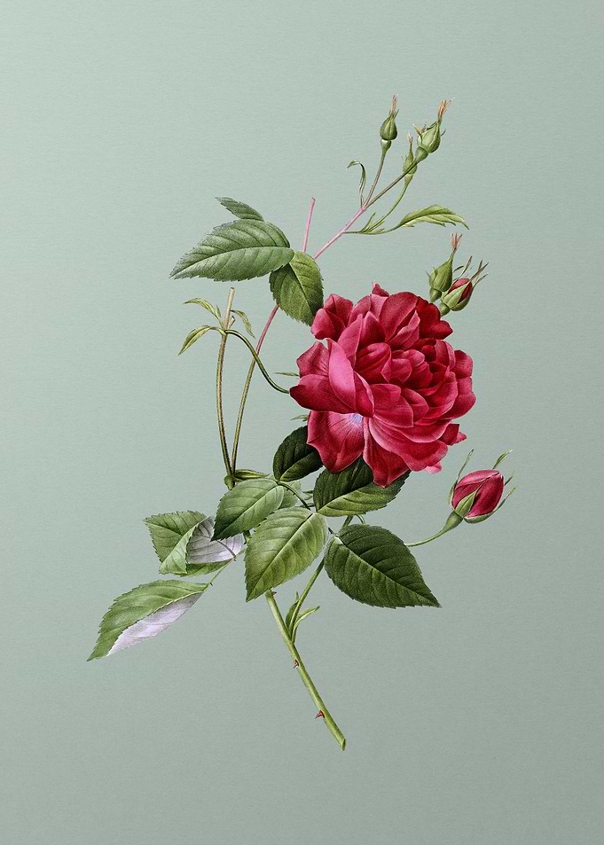 Blood Red Bengal Rose
