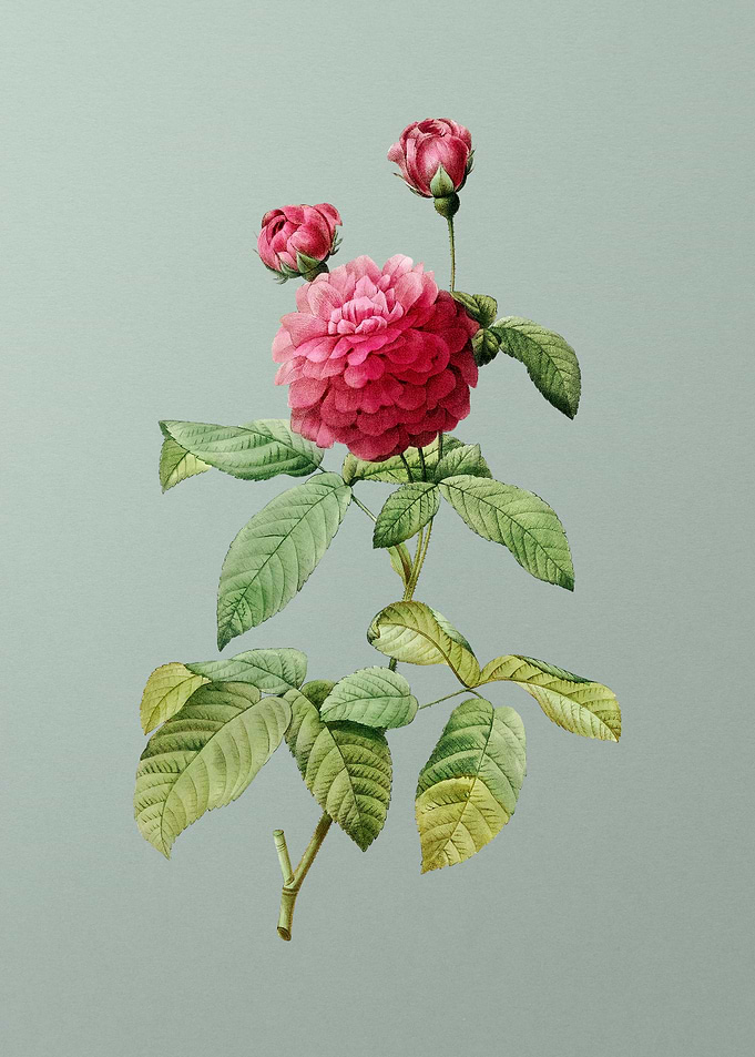 Agatha Rose in Bloom