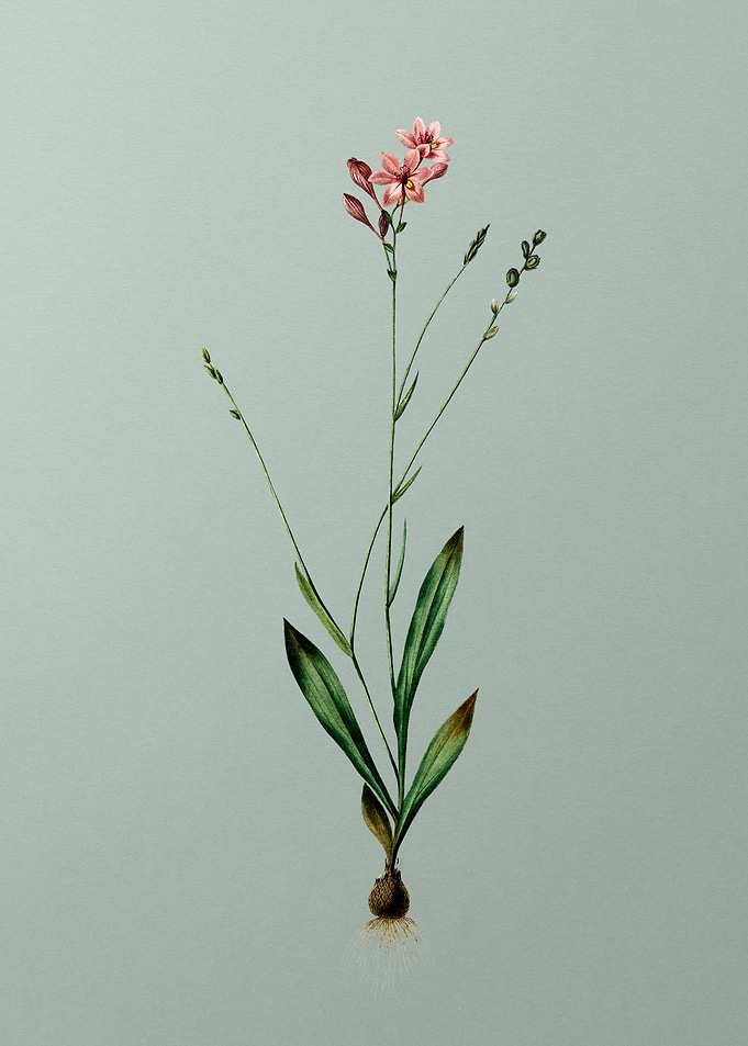 Gladiolus Junceus on Green