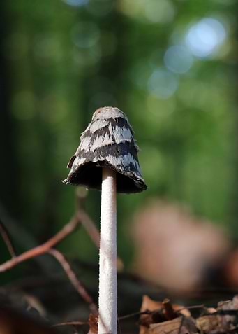 Mushroom